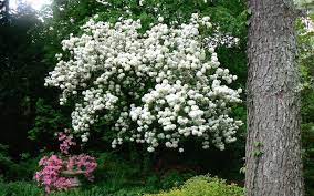 Addthis Sharing Sidebar Snowball Viburnum Viburnum Bush Viburnum