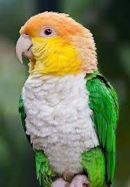 White Bellied Caique Parrot Texas Parrotpet Parrot Pet Caique Parrot Parrot