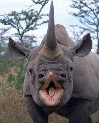 That Is Rhino Smile Photo Credit Unknown Dm For Credit Follow Us Joysafaribay And Subscribe Vahsi Hayvanlar Hayvan Resimleri Gergedanlar