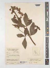 Image result for Crotalaria recta