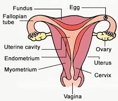 labeled female reproductive system diagram jpg the