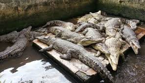 Sama seperti tanaman yang kekurangan air, tanaman yang mengonsumsi terlalu banyak air juga kemungkinan akan mati. Taman Asam Kumbang Penangkaran Buaya Terbesar Asia Yang Terletak Di Indonesia Boombastis