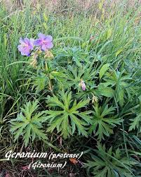 Image result for Geranium aculeolatum