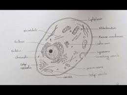 Maybe you would like to learn more about one of these? How To Draw Diagram Of Animal Cell Easily Step By Step
