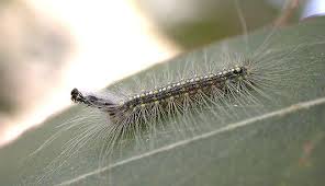 Identifying Australian Caterpillars