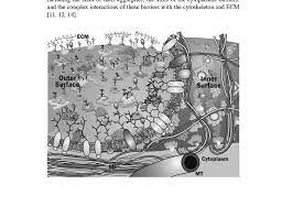 Maybe you would like to learn more about one of these? The Figure Represents A Cell Or Plasma Membrane That Contains Membrane Download Scientific Diagram