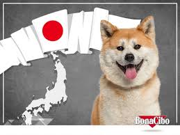 Guclu Agir Basli Ve Kendilerine Ozgu Duruslariyla Unlu Akitalar Isimlerini Japonya Nin Honshu Adasindaki Akita Bolgesinden Alirlar In 2020 Dog Cat Animals Dogs