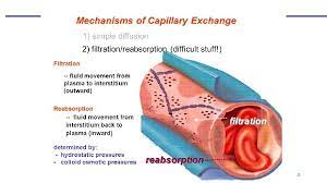 The Cardiovascular System Blood Vessels Physiology Chapter 19