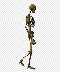 Rangka manusia merupakan bagian penting dalam koordinasi tubuh kita, quipperian. Ilustrasi Kerangka Manusia Kerangka Tulang Manusia Kerangka Berjalan Fotografi Manusia Pratinjau Png Pngwing