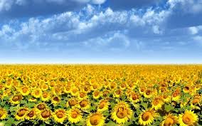 Maybe you would like to learn more about one of these? Sunflower Field Flowers 1080p Hd Wallpaper For Desktop Sunflowers Background Sunflower Fields Sunflower Wallpaper