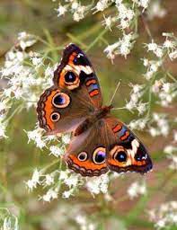 Tadika rama rama cantik, sungai petani. Rama Rama Butterfly Cantik Kupu Kupu Pemandangan Fotografi