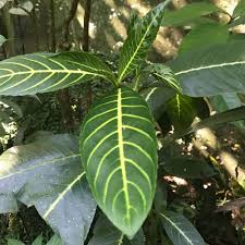 Image result for Sanchezia