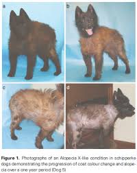 Hajheydari z., akbari j., saeedi m., shokoohi l. Hair Coat Disorder In Schipperkes Resembles Alopecia X