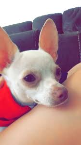 Pin By Olivia On Mr Winkles The Chiwawa French Bulldog Bulldog Animals