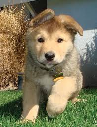 Maybe you would like to learn more about one of these? Australian Shepherd Mix Husky Black Golden Retriever Novocom Top