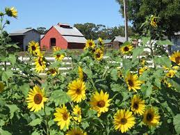 South Carolina Sunflower Festival Anderson Sc Living