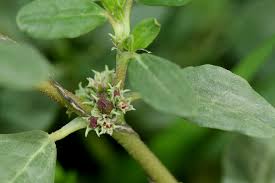 Image result for Zaleya