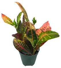 Image result for Codiaeum