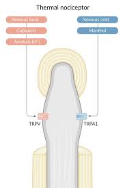 Image result for Local Skin Anesthesia