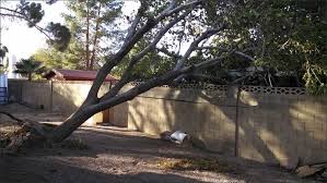 While trees beautify your yard, there are many reasons why you might want to have them removed. Emergency Response By Mr Tree Service Las Vegas Nevada