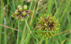 Image result for Periglossum