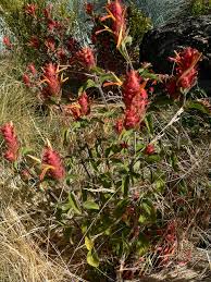 Image result for Justicia bolomboensis