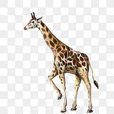 Giraffe Giraffe Clipart Clipart Png Transparent Clipart Image And Psd File For Free Download In The Zoo Rare Animals Animal Silhouette