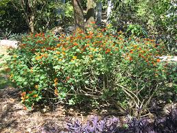 Image result for Lantana camara