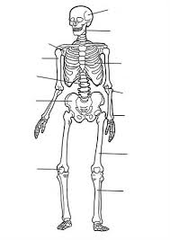 Login to rate activities and. Kids N Fun Com 17 Coloring Pages Of Human Body