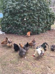How to help a sick chicken. Help My Chicken Is Sick