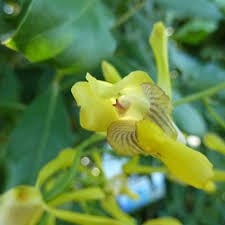 Image result for Eulophia angolensis