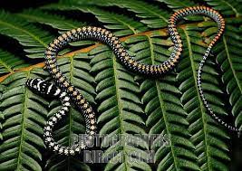Tropical Rainforest Snakes Snake From The Tropical Rainforests Of Southeast Asia Stock Photo Snake Beautiful Snakes Pretty Snakes