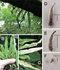 Image result for Lepisorus