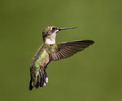 Eggs are likewise small, less than 1 long, about the size of a jelly bean. 20 Hummingbird Wing General Info Ideas Hummingbird Wings Hummingbird Wing Anatomy