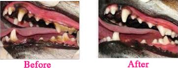 As cats are great at hiding signs of discomfort your cat uses its teeth for catching prey and chewing food, as well as to defend themselves against other cats. Los Angeles Veterinary Supervised Non Anesthetic Ultrasonic Teeth Cleaning For Dogs Cats