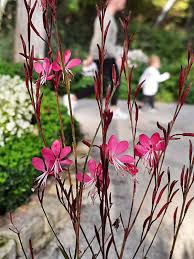 Image result for Oenothera lindheimeri