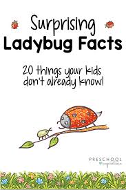 Ladybug Facts For Kids Ladybugs Preschool Facts For Kids Insects Preschool