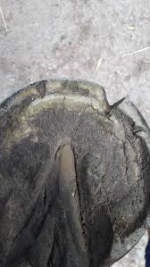 La réponse de cyril hanouna très réactif, cyril hanouna n'a pas tardé à lui. Fourmiliere En Pince