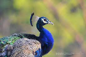 indian peafowl pavo cristatus peafowl animals photo