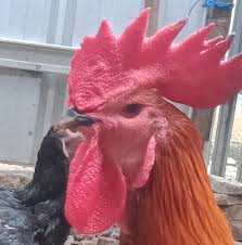 We did not find results for: Peternak Ayam Pelung Tambun Bekasi Home Facebook