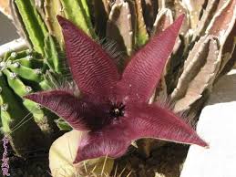 Image result for Ceropegia simplex