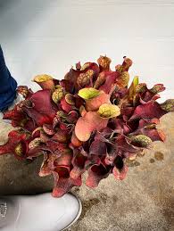 Image result for Sabicea venosa