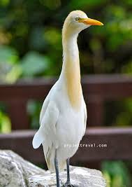 Tiket masuk dufan sendiri bisa anda langsung belu di situs www.ancol.com/id dengan kondisi waktu yang ditentukan. Taman Burung Kuala Lumpur Dan Harga Tiket Terkini