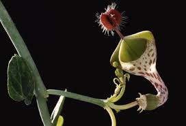 Image result for Ceropegia haygarthii