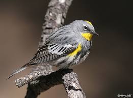 Females and juveniles are brownish gray. Yellow Rumped Warbler South Dakota Birds And Birding