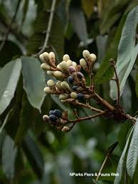 Image result for Canarium