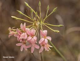 Image result for Pelargonium luridum