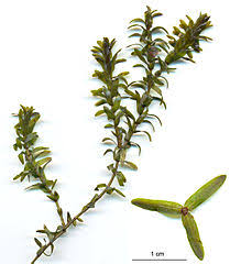 Check spelling or type a new query. Elodea Pondweed Experiments On Microscopes 4 Schools