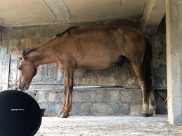 It affects human beings and animals; Abandoned Old Emaciated Horse In Puerto Rico Success Story Abuelo G