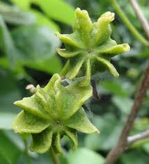 Image result for Eriolaena rulkensii